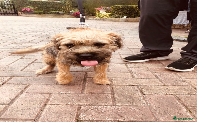 Border Terrier dogs - Advert 1