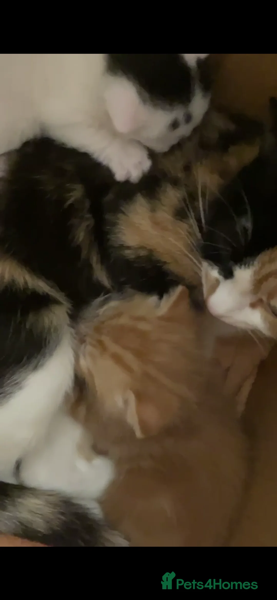 Mixed Breed cats for sale: Two little kittens  - Advert 5