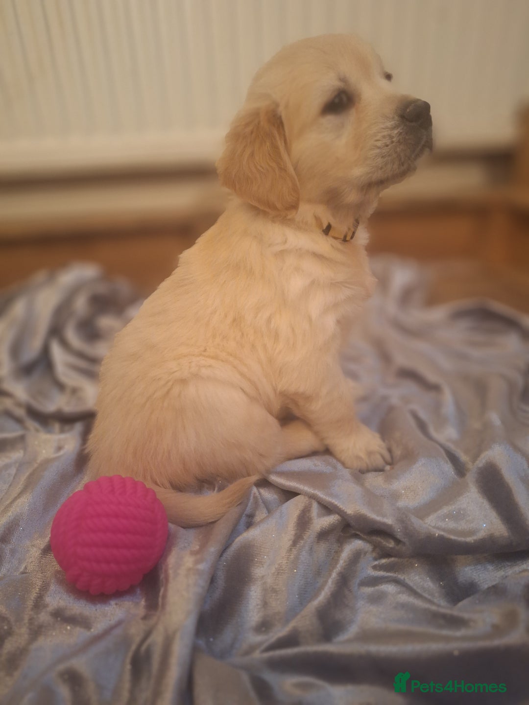 Golden Retriever dogs for sale: ⭐️⭐️Gorgeous White Golden Retriever Pups⭐️⭐️ - Advert 10