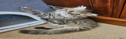 Scottish Fold cats for sale: Adorable Scottish Fold Straight Ear Tabby Kittens  - Advert 21