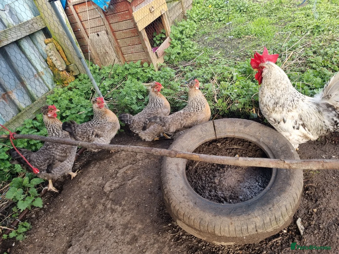 Chickens poultry for sale: 6 x Crested Cream Legbar Hatching Eggs  - Advert 1
