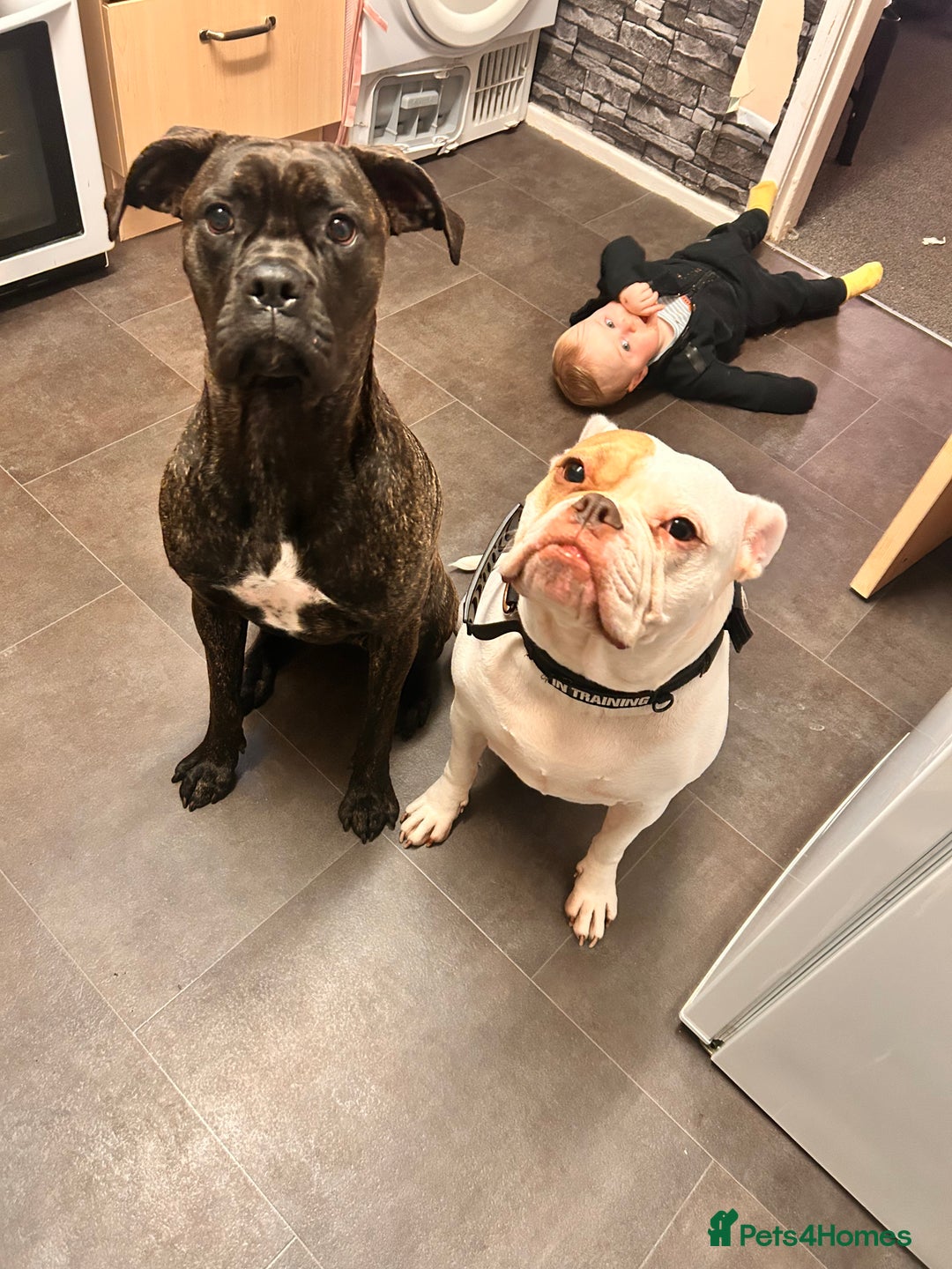 Mixed Breed dogs for sale: Cane corso cross boxer - Image 3