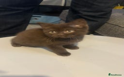 British Shorthair cats for sale: GCCF Registered 5 Generation British Shorthair - Image 21