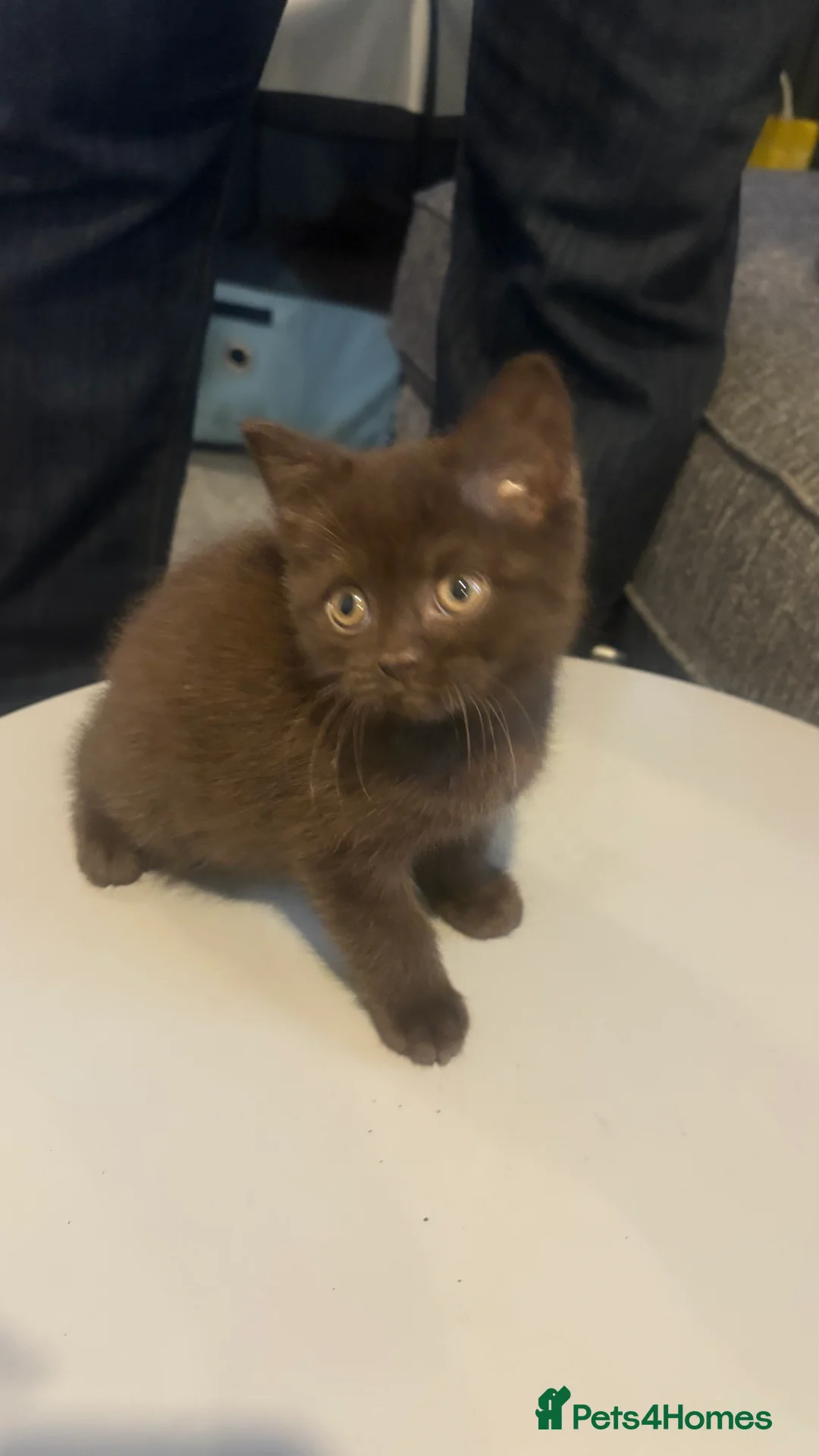 British Shorthair cats for sale: GCCF Registered 5 Generation British Shorthair - Advert 11