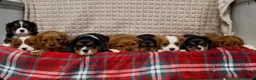Cavalier King Charles Spaniel dogs for sale: STUNNING CAVALIER KING CHARLES PUPPIES  - Advert 14