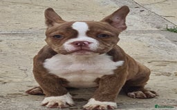 American Bully dogs for sale: Exotic American bully pups blood lines of bitcoin  - Image 25