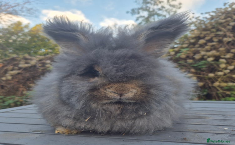 Angora rabbits 💙READY NOW 💙Beautiful angora boy💙 - Advert 2