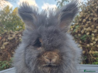Angora rabbits 💙READY NOW 💙Beautiful angora boy💙 - Advert 1