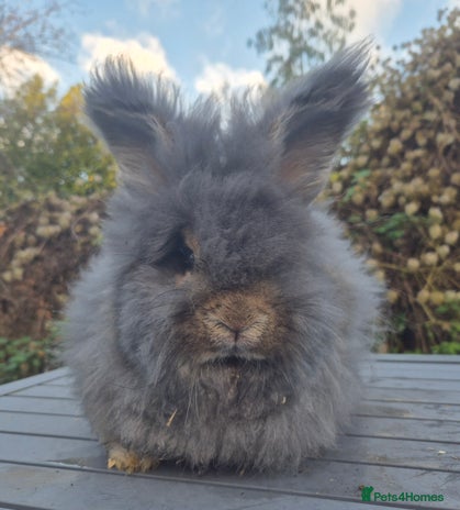 Angora rabbits 💙READY NOW 💙Beautiful angora boy💙 - Advert 1
