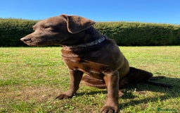 Labrador Retriever dogs for stud: Health Tested KC Registered Chocolate Labrador  in Wisbech - Image 21