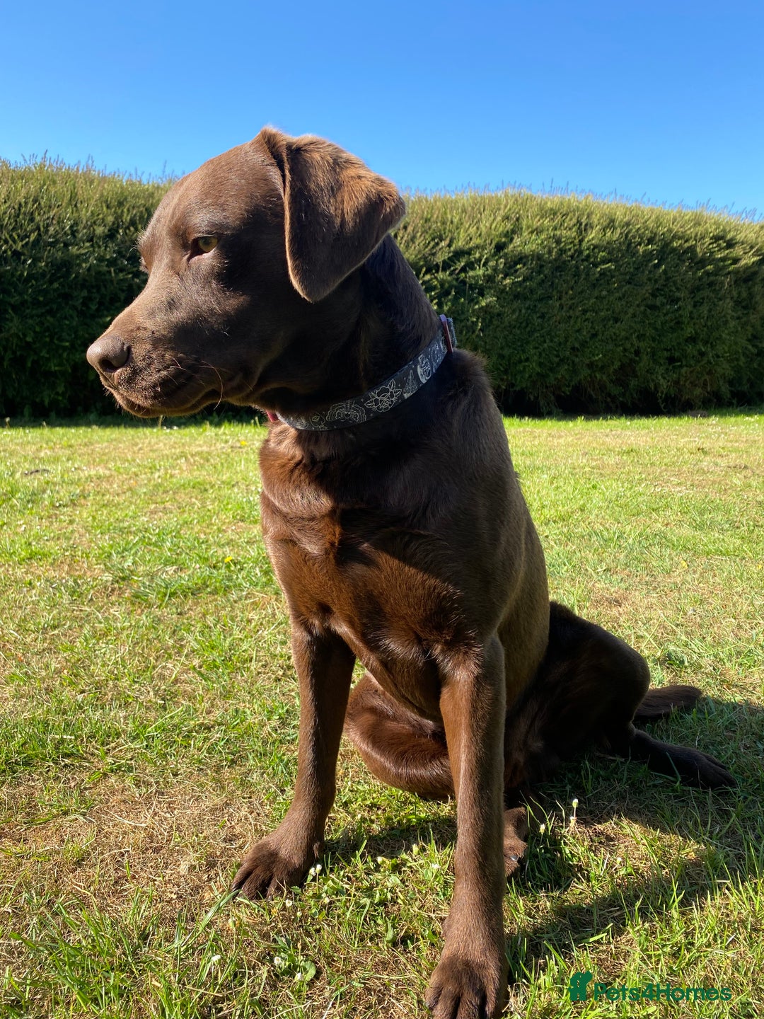 Labrador Retriever dogs for stud: Health Tested KC Registered Chocolate Labrador  in Wisbech - Image 21