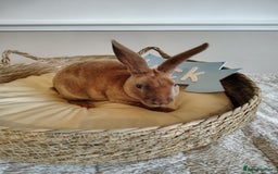 Rex rabbits for sale: Lovely Rex rabbit babies  - Image 7