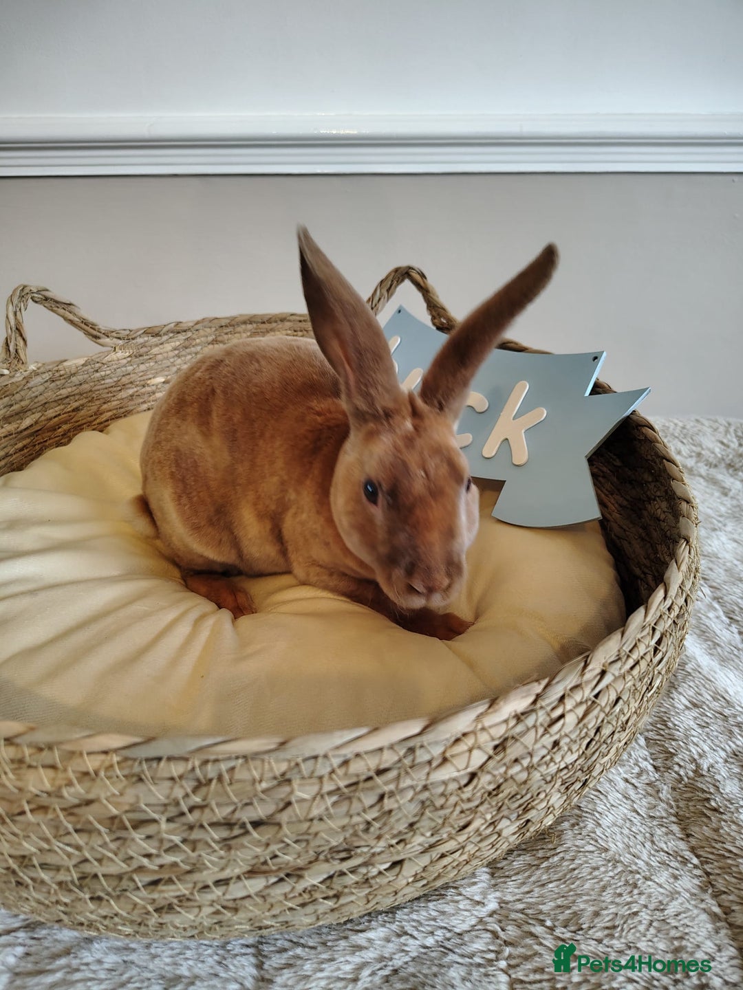 Rex rabbits for sale: Lovely Rex rabbit babies  - Image 7