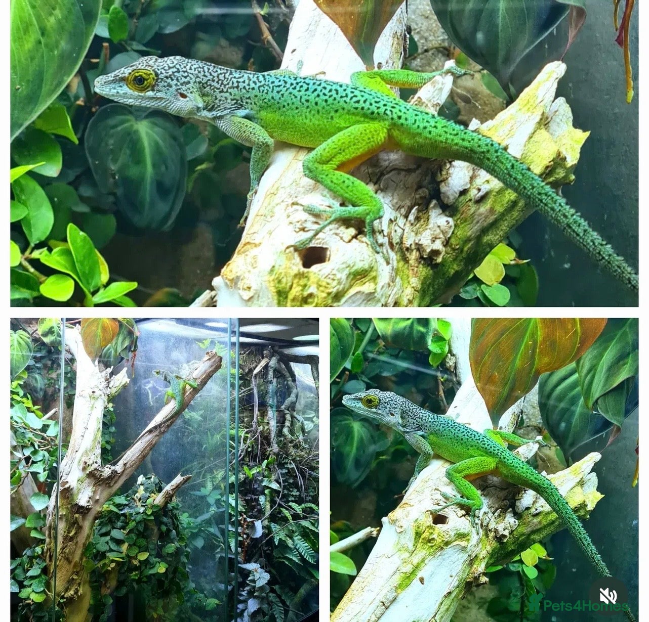 Anole reptiles 1.1 Anolis Leachii pair - Rare locale  - Advert 1