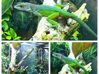 Anole reptiles for sale: 1.1 Anolis Leachii pair - Rare locale - Advert 2