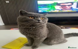 British Shorthair cats for sale: A charming and kind boy. - Advert 5