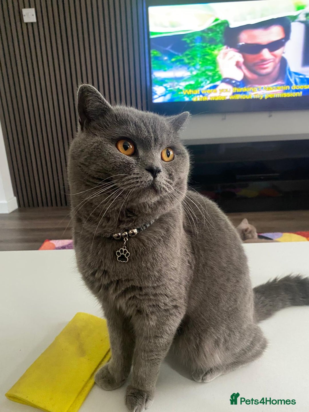 British Shorthair cats for sale: A charming and kind boy. - Advert 5