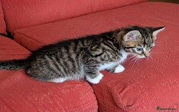 Mixed Breed cats for sale: Cute kittens - Advert 4
