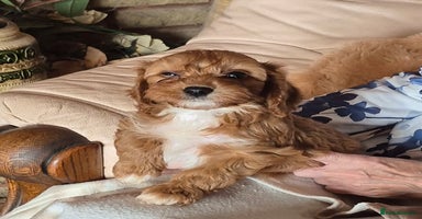 Cavapoo dogs - Advert 14