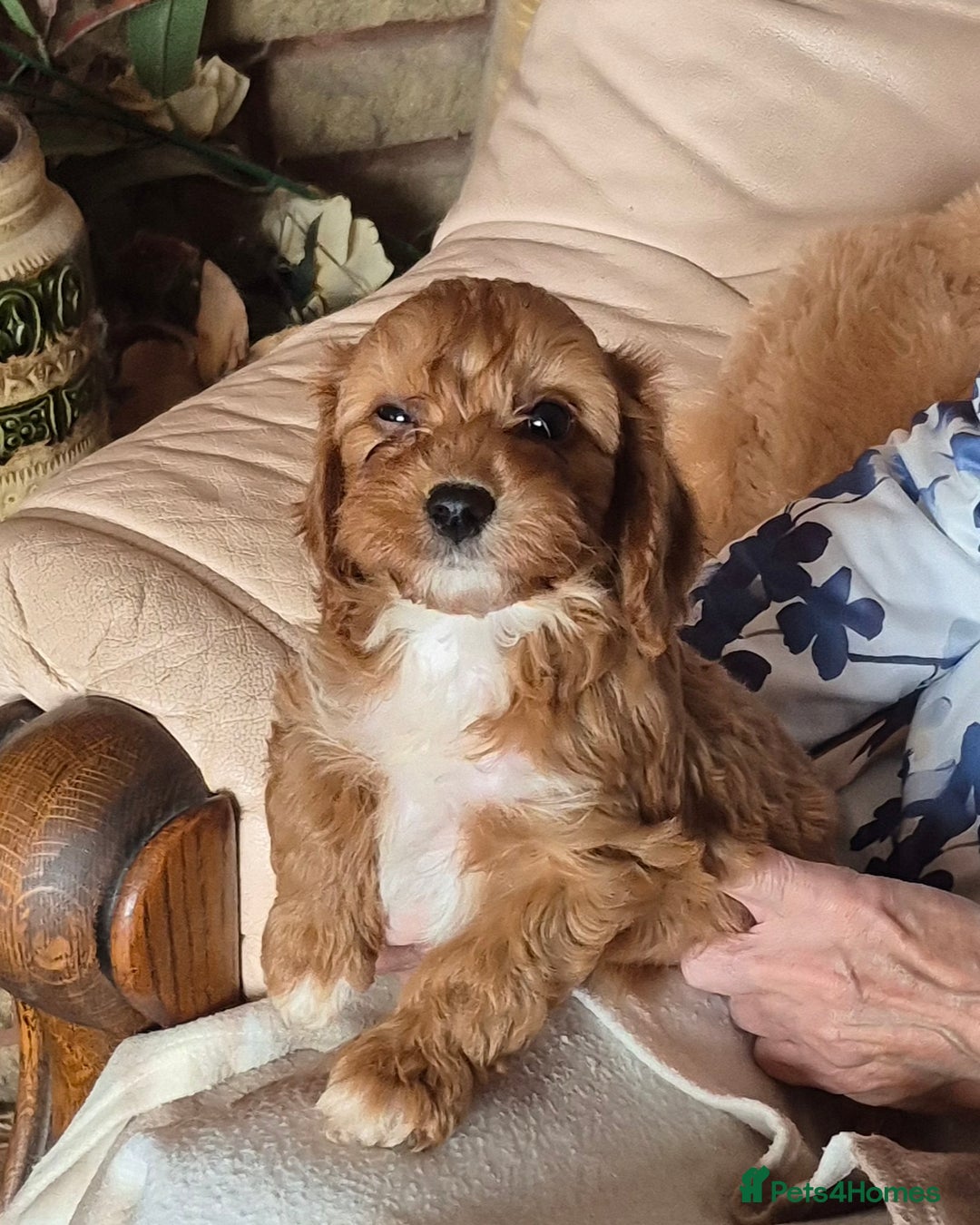 Cavapoo dogs for sale: Beautiful Cavapoo Puppies  - Image 2