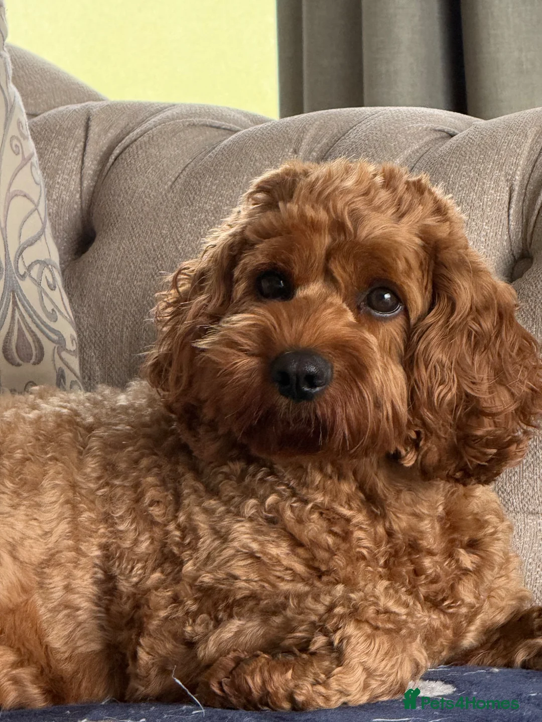 Cavapoo dogs for sale: Loving,Red,Cavapoo, Adult Girl - Advert 1