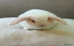 Mini Lop rabbits for sale: Lovely litter of 4 x mini lops - Image 11