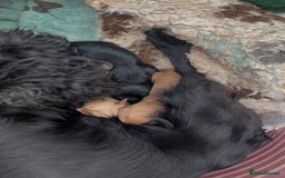Cockapoo dogs for sale: Stunning DNA Health tested Cockapoos puppies - Image 8
