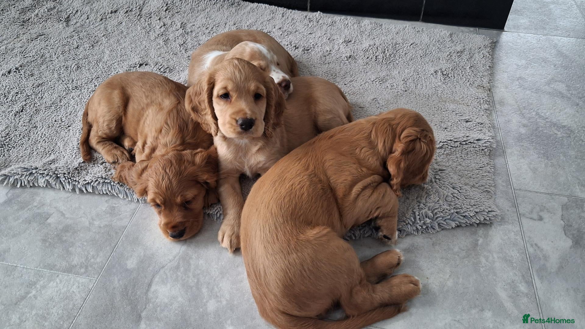 Cocker Spaniel dogs Working Cocker Spaniel  - Advert 1