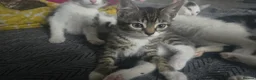 Mixed Breed cats for sale: Cute kittens for sale in Manchester - Advert 6
