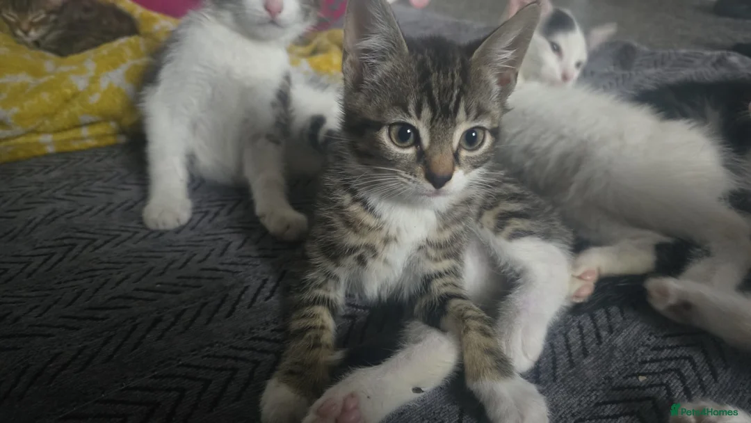 Mixed Breed cats for sale: Cute kittens for sale in Manchester - Advert 6