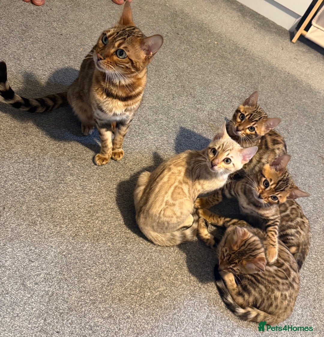 Bengal cats for sale: Pedigree TICA registered Bengal Kittens - Advert 12