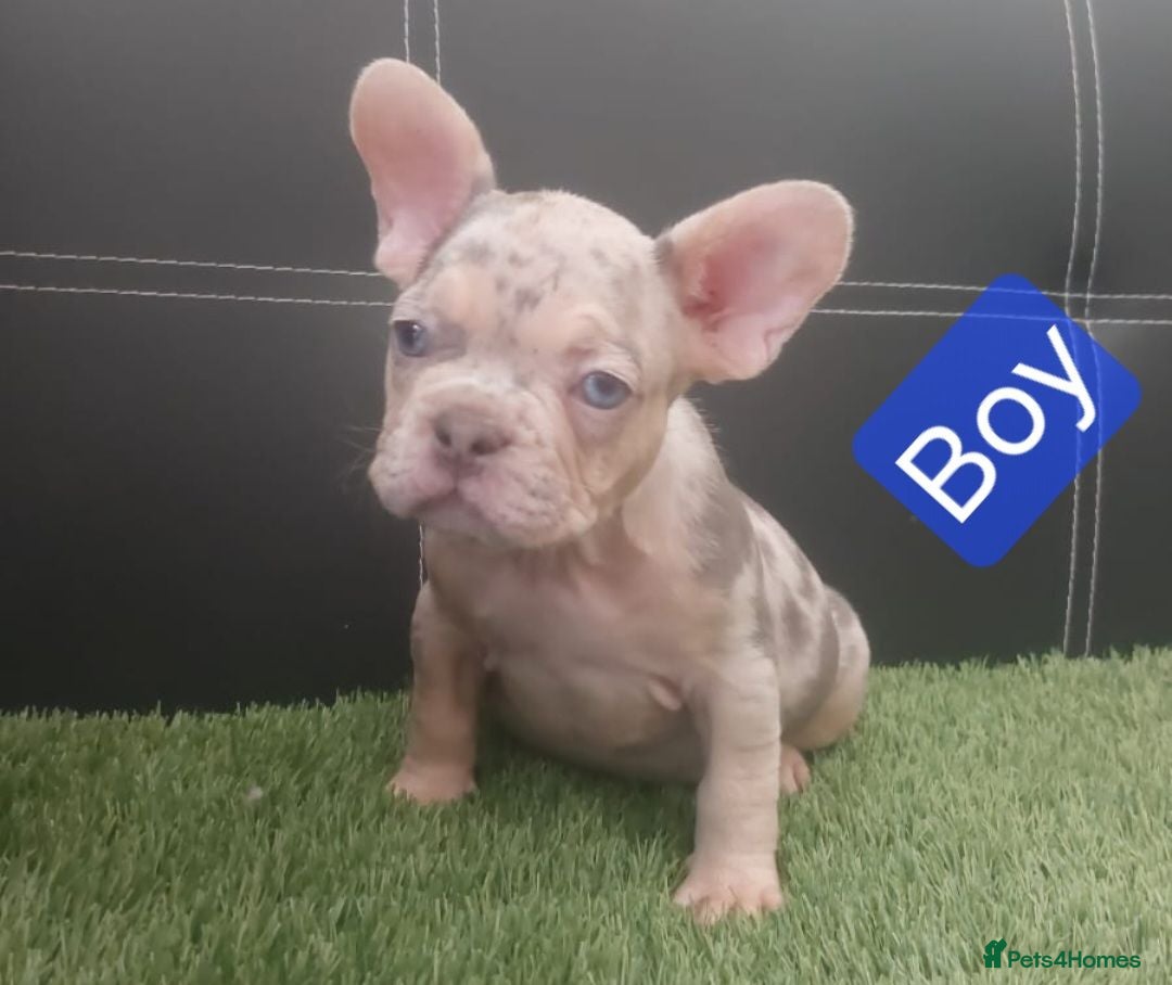 French Bulldog dogs Beautiful French Bulldog Puppies - Advert 1
