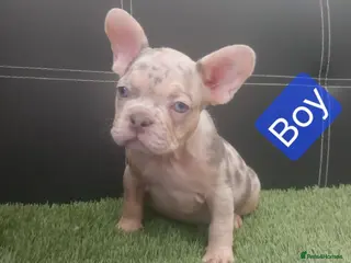 French Bulldog dogs Beautiful French Bulldog Puppies - Advert 1