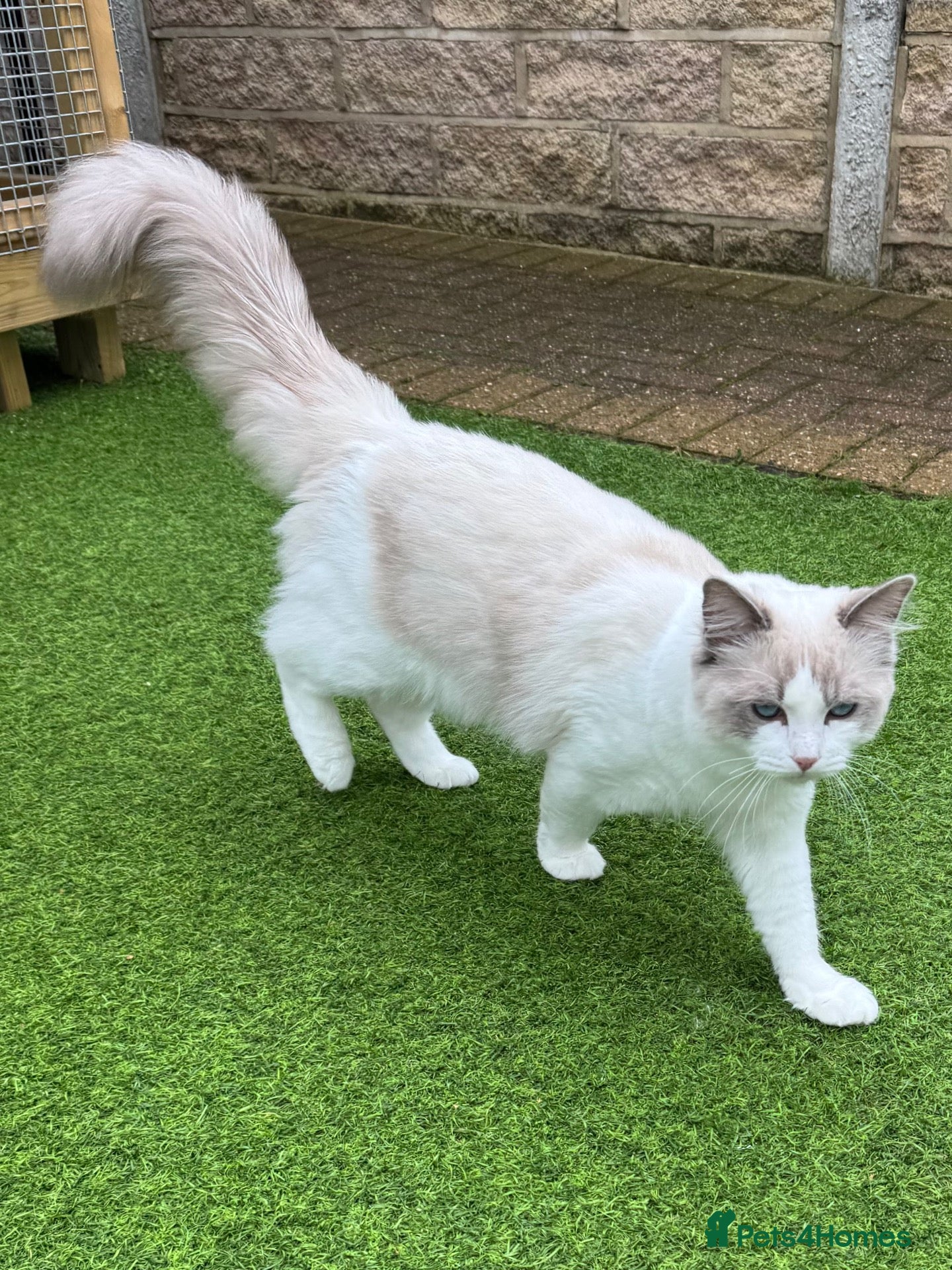 Ragdoll cats GCCF & TICA ACTIVE Blue Point & White Bicolour  - Advert 2