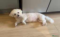 Cavapoo dogs for sale: ❤️ F1 Poochons due November ❤️  - Image 14