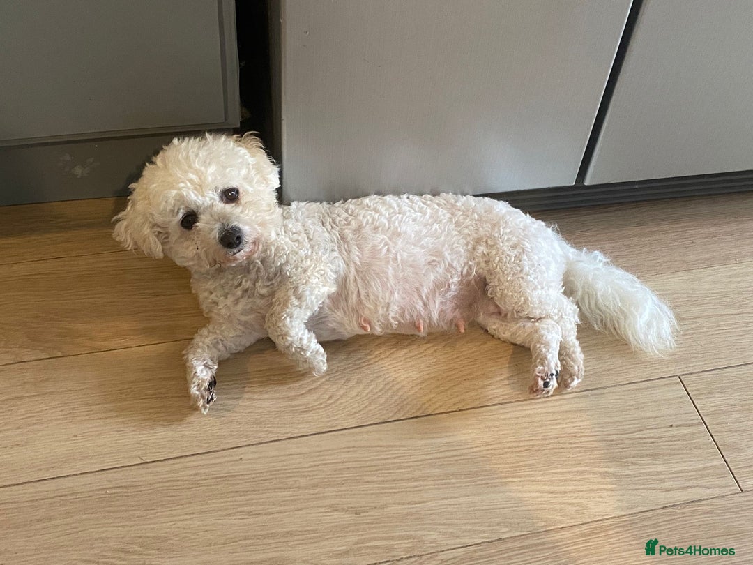 Cavapoo dogs for sale: ❤️ F1 Poochons due November ❤️  - Image 14