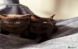 Russian Blue cats for sale: Russian Black - Image 8