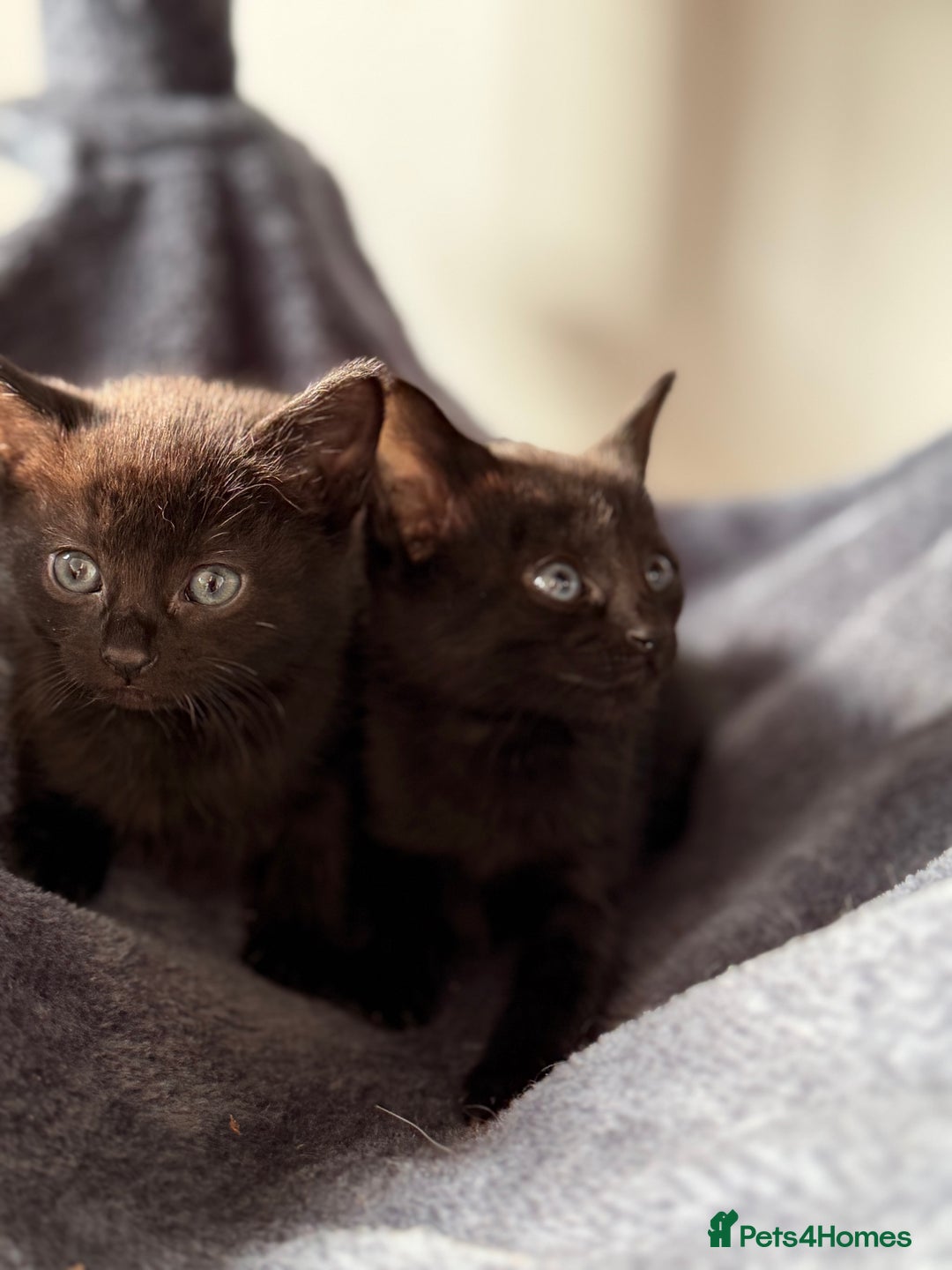 Russian Blue cats for sale: Russian Black - Image 8