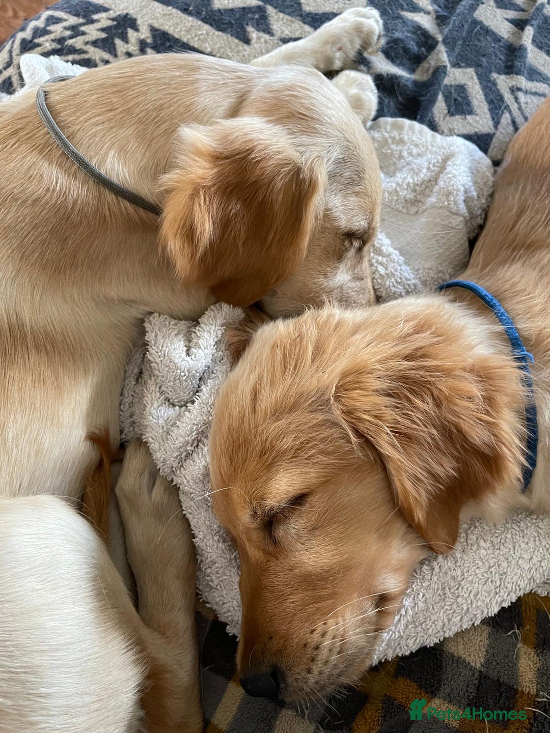 Golden Retriever dogs for sale: KC Registered Golden Retriever Puppies - Image 7