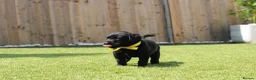 Labrador Retriever dogs for sale: KC registered stunning black labradors  in Heywood - Advert 13