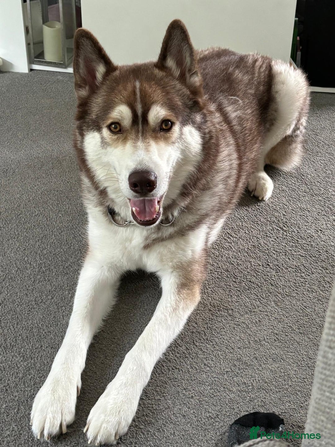 Siberian Husky dogs for sale: Siberian husky male (buck) - Image 10