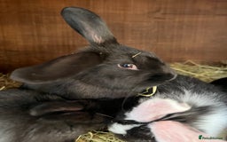 Mixed Breed rabbits for sale: Baby rabbits  - Advert 3