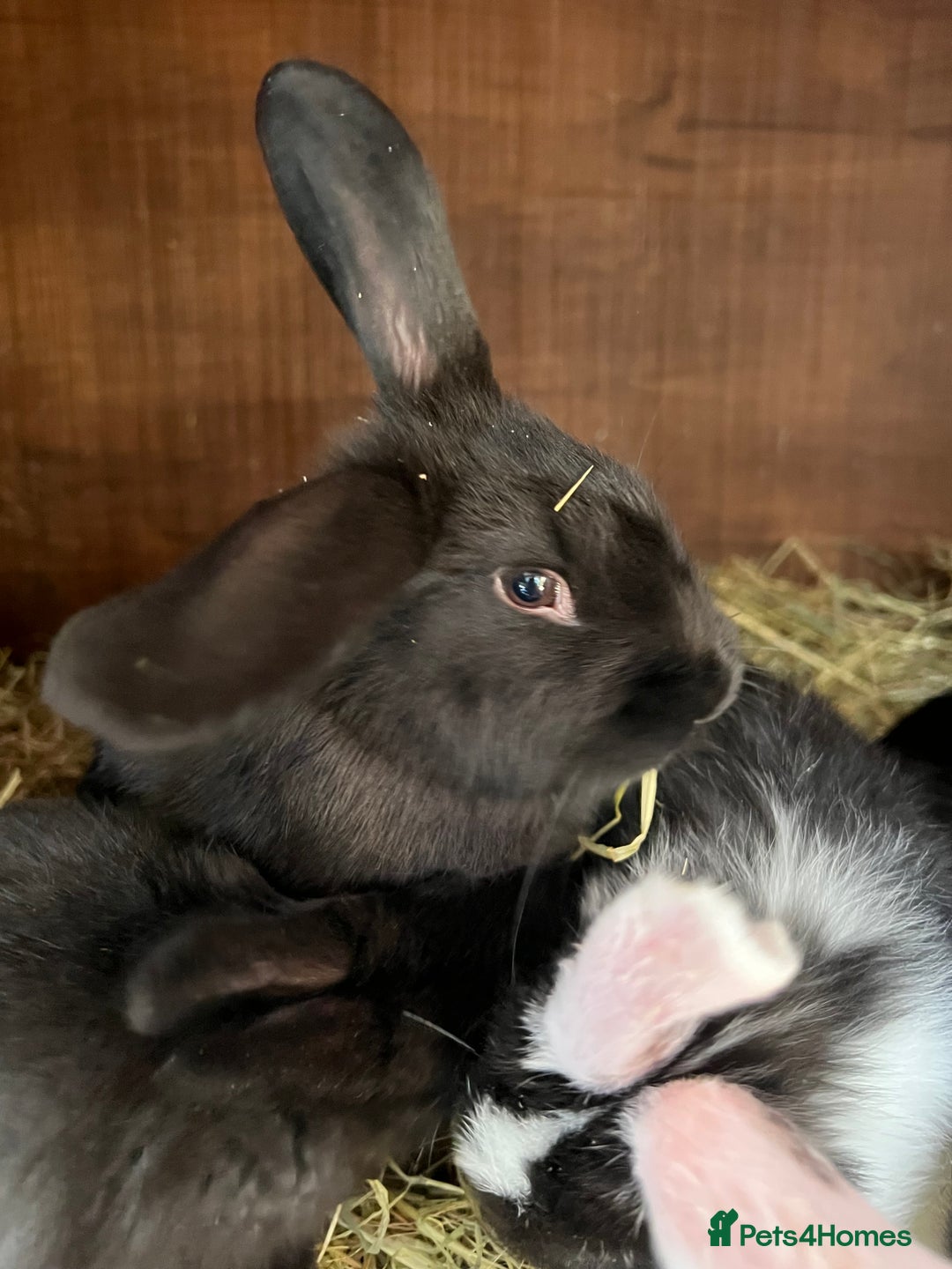 Mixed Breed rabbits for sale: Baby rabbits  - Advert 3