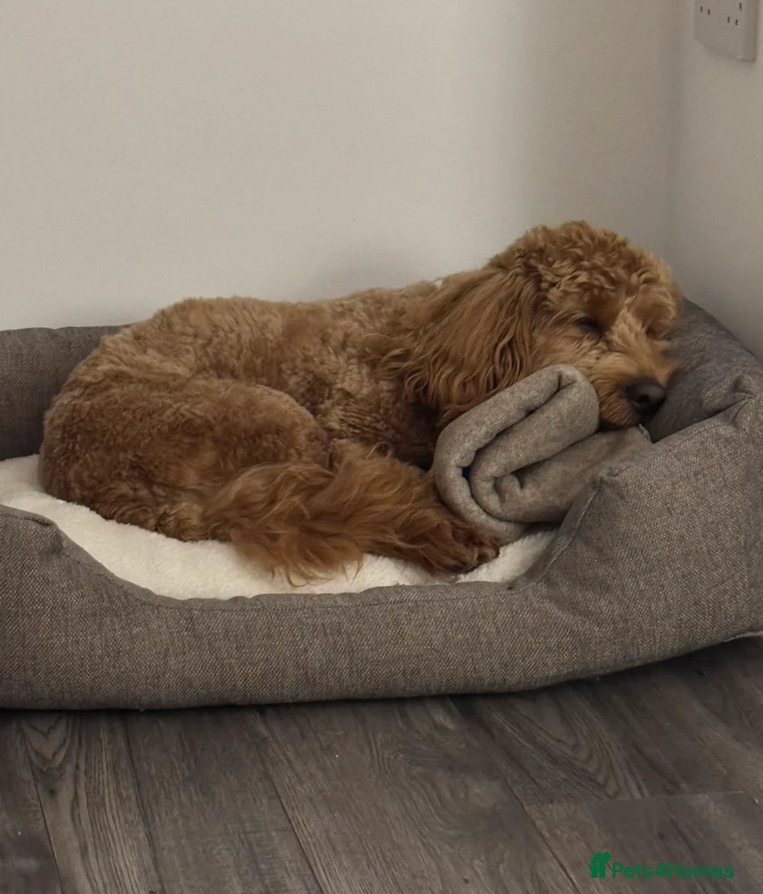 Cockapoo dogs for sale: 2yr Male Cockerpoo - Advert 5