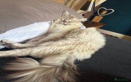 Ragdoll cats for sale: Gorgeous male ragdoll for sale  - Image 3