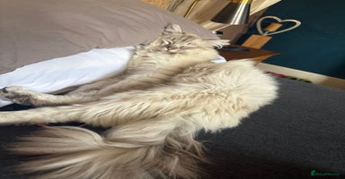Ragdoll cats - Advert 10