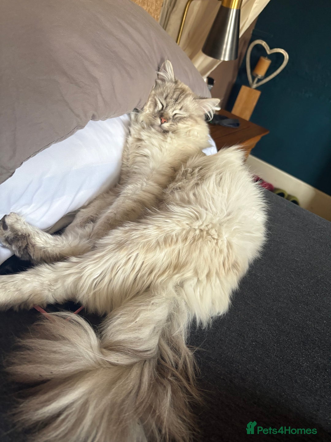 Ragdoll cats for sale: Gorgeous male ragdoll for sale  - Image 3