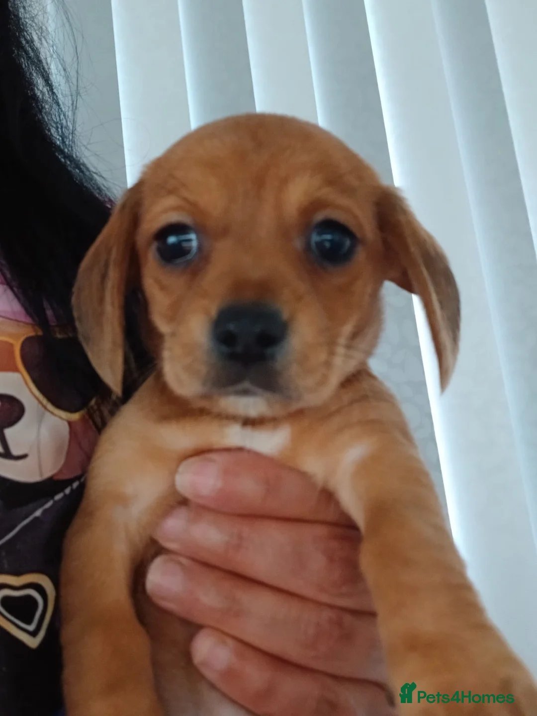 Chiweenie dogs for sale: Stunning chiweenies ready - Advert 17