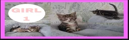 Mixed Breed cats for sale: Kittens for sale  - Advert 4
