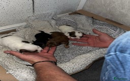 Shih Tzu dogs for sale: Imperial Shih Tzu puppies 2 girls 2 boys - Image 1